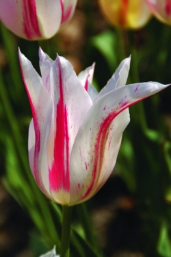 Tulp Marlilyn